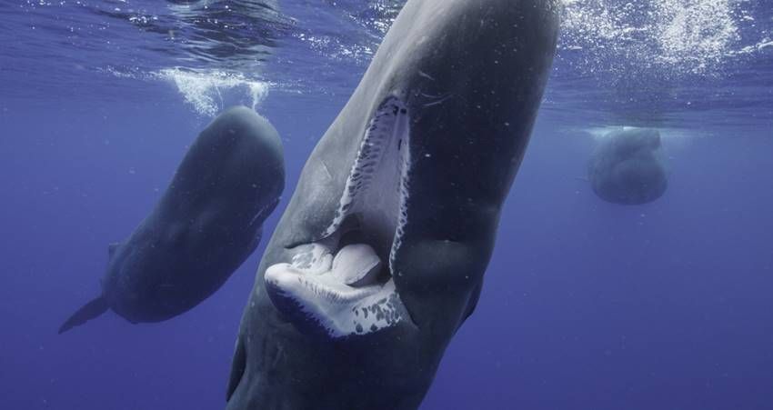 Disney + estrena 'Los secretos de las Ballenas', la nueva serie original de National Geographic producida por James Cameron