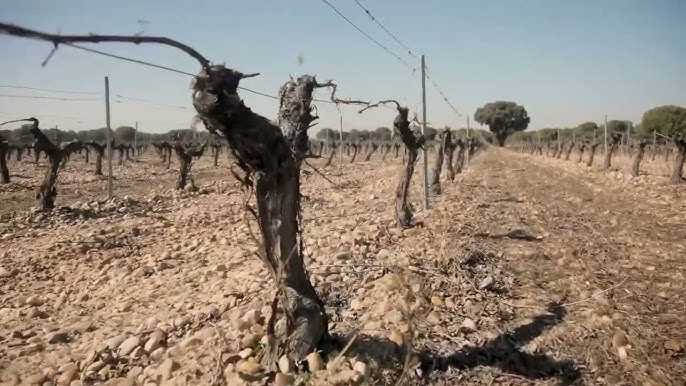 28 Cortos Finalistas operan a 10.000 euros en premios en la 8ª edición de Rueda con Rueda